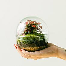 Terrarium Bubble