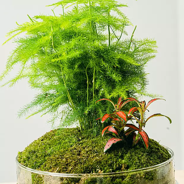 Terrarium Aspa natura