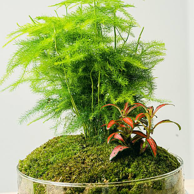 Terrarium Aspa natura