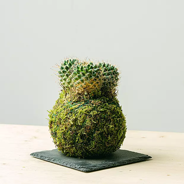 Kokedama Kaktus