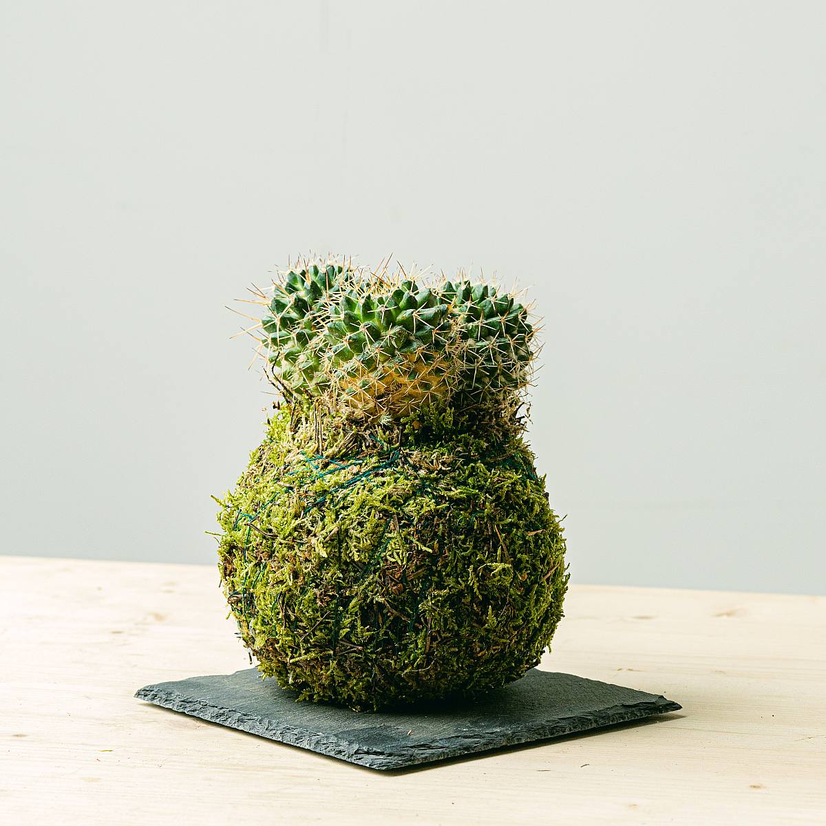 Kokedama Cactus