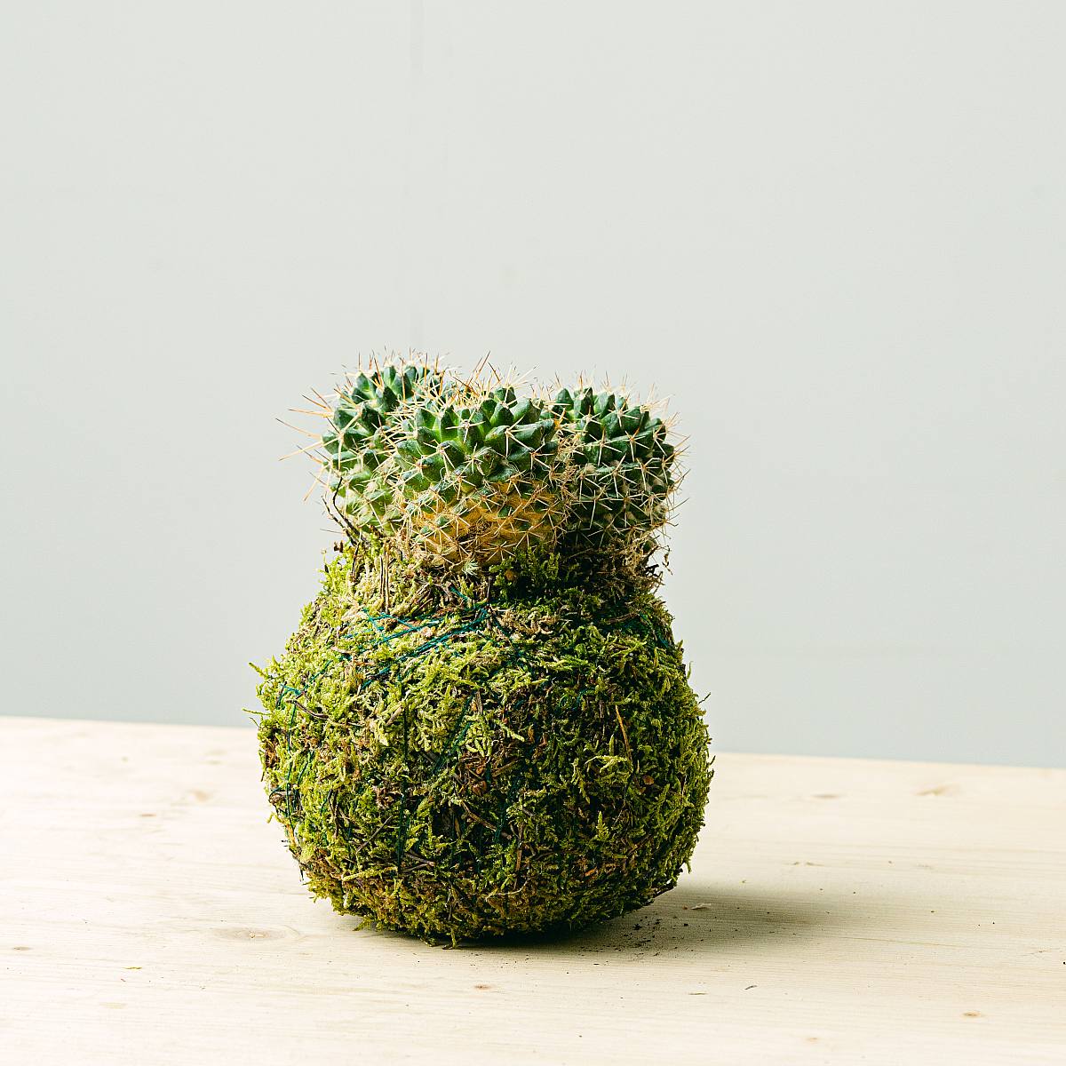 Kokedama Cactus