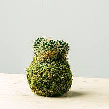 Kokedama Cactus