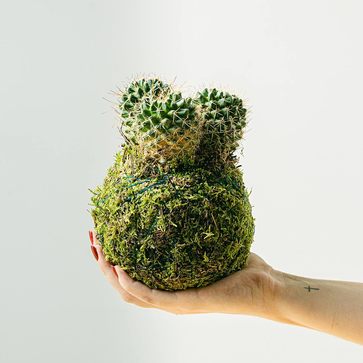 Kokedama Cactus