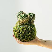 Kokedama Cactus