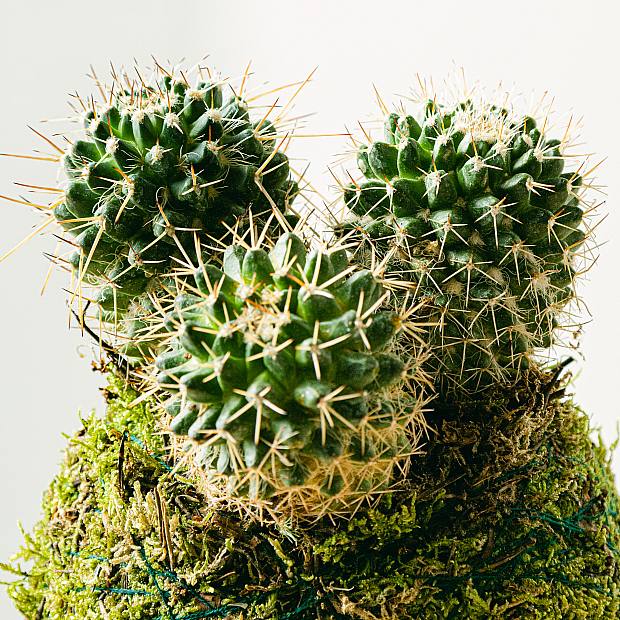 Kokedama-kaktus