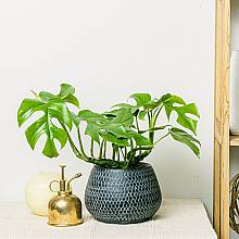 Monstera minima related pic