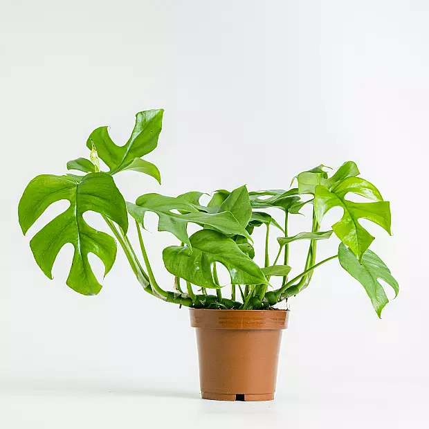 Monstera minima