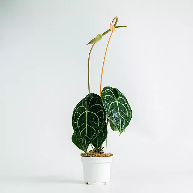 Anthurium clarinervium