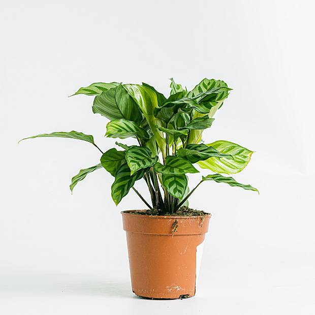 Calathea freddie