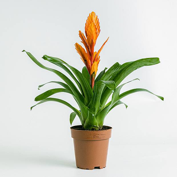 Vriesea Intenso Orange