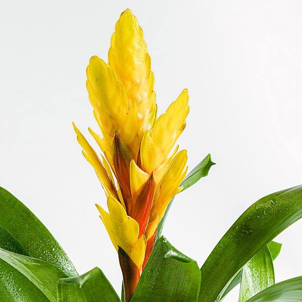 Vriesea Intenso Yellow