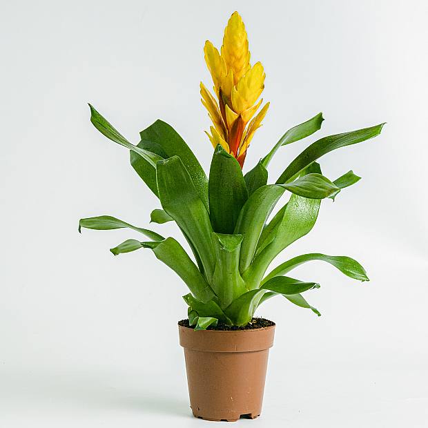 Vriesea Intenso Yellow