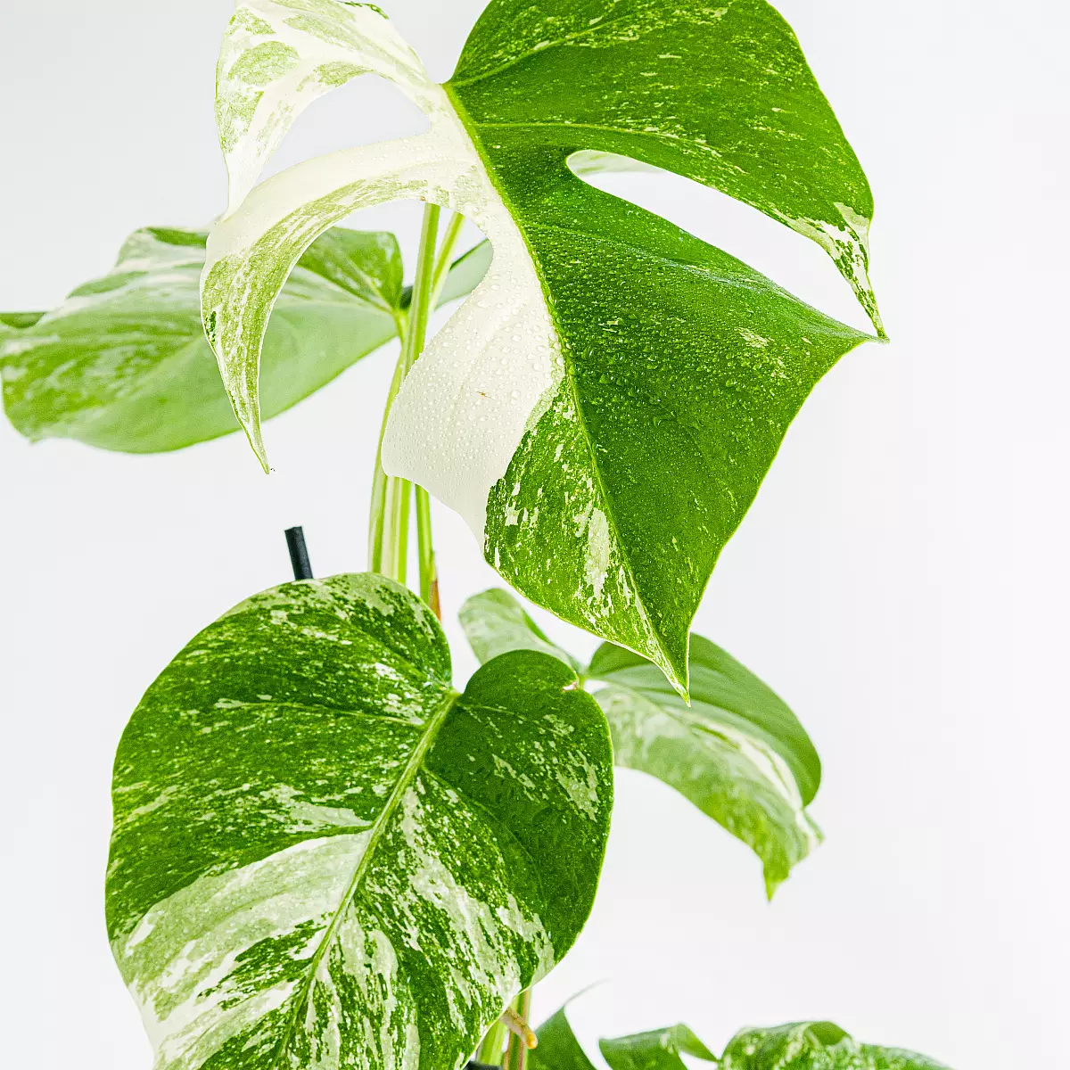 Monstera Variegata