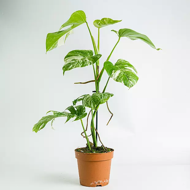 Monstera Variegata