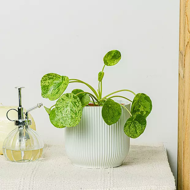 Pilea Mojito