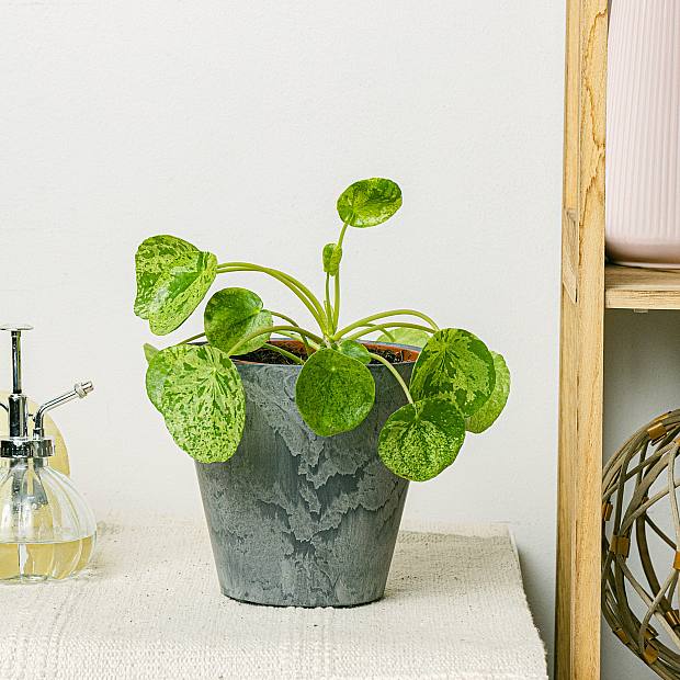 Pilea Mojito