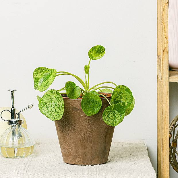 Pilea Mojito