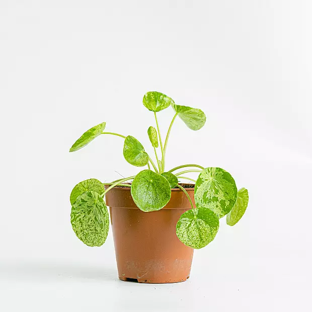 Pilea Mojito