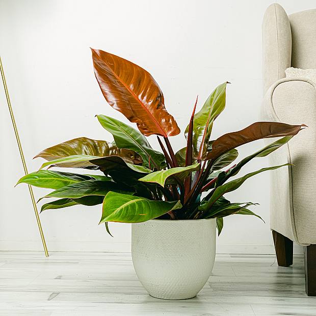 Philodendron Prince of Orange