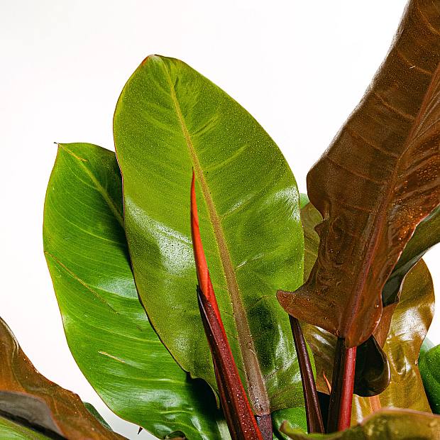 Philodendron Prince of Orange