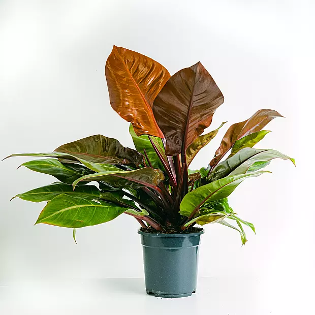 Philodendron Prince of Orange