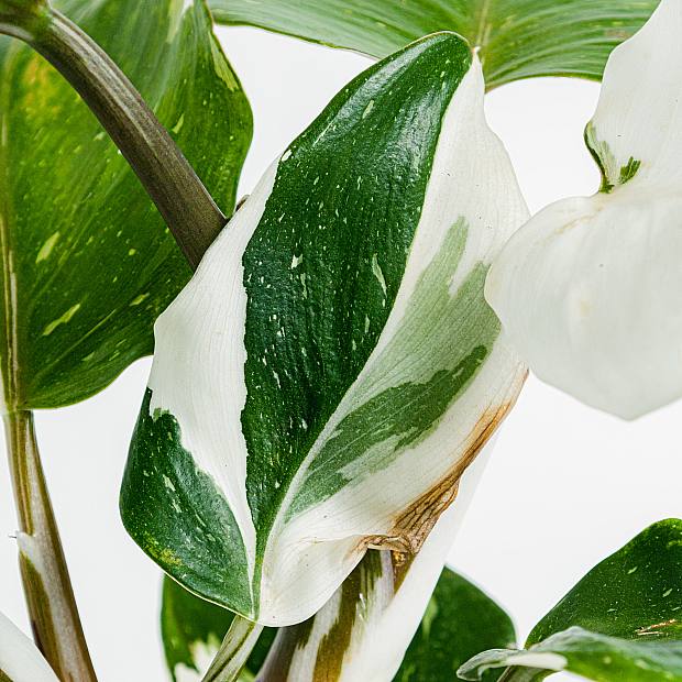 Philodendron White Princess