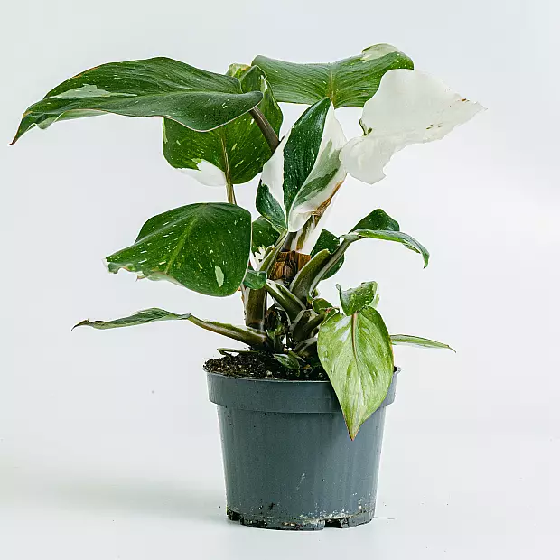 Philodendron White Princess