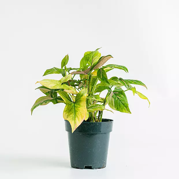 Syngonium podophyllum 'Red Spot'