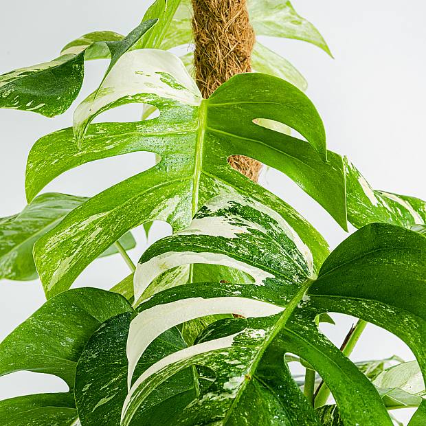 Monstera Variegata