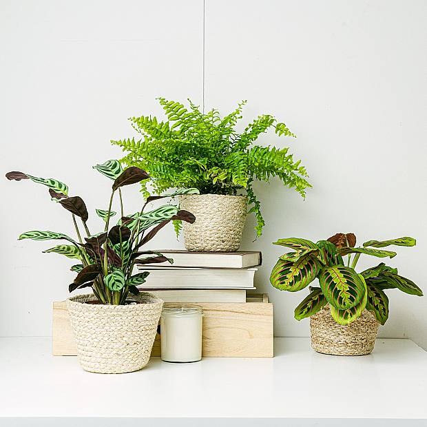 Trio de plantas: casas com animais de estimação