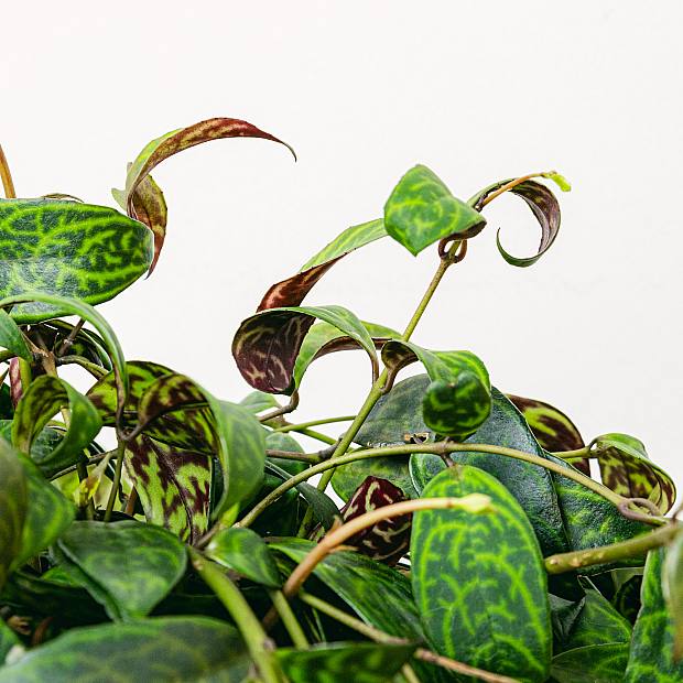 Aeschynanthus marmoratus