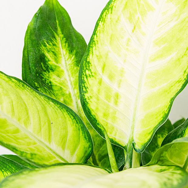 Dieffenbachia Camille