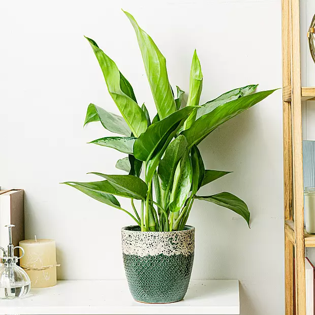 Aglaonema Silver Queen