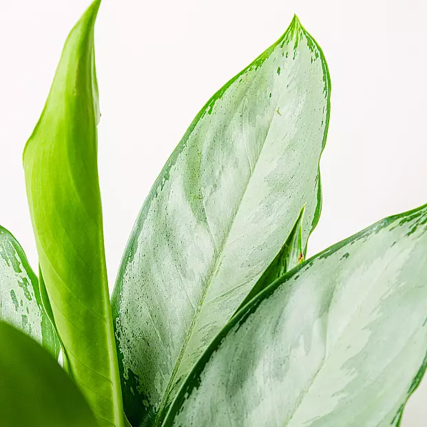 Aglaonema Silver Queen