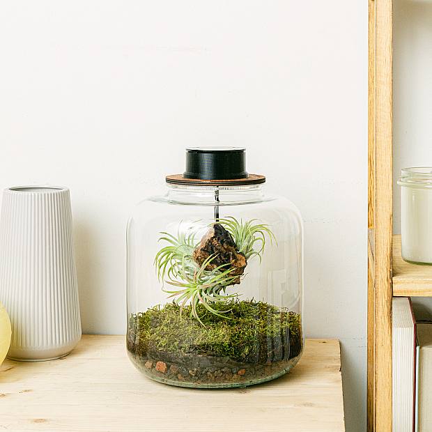 Terrarium mit Tillandsien Lumi