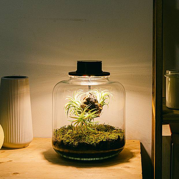 Terrarium avec Tillandsias Lumi