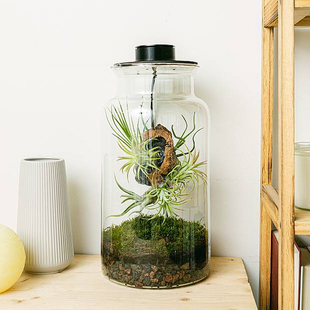 Terrarium med Tillandsias Lumi XL