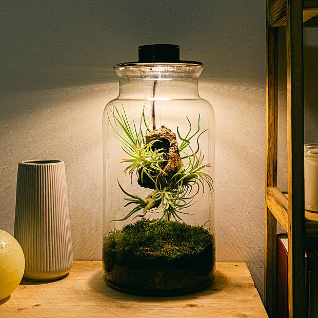 Terrário com Tillandsias Lumi XL