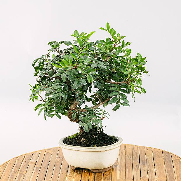 Bonsai 7 lat Pistacia lentiscus