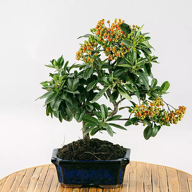 Bonsai 7 years old Pyracantha sp. ZP-b2