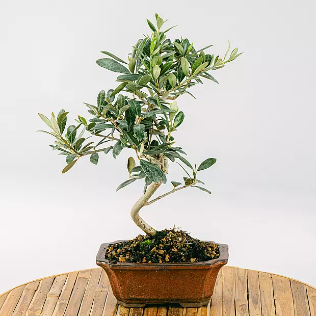 Bonsai Olivo 7 år gammel