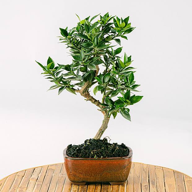 7 jaar oude Bonsai Citrus myrtifolia