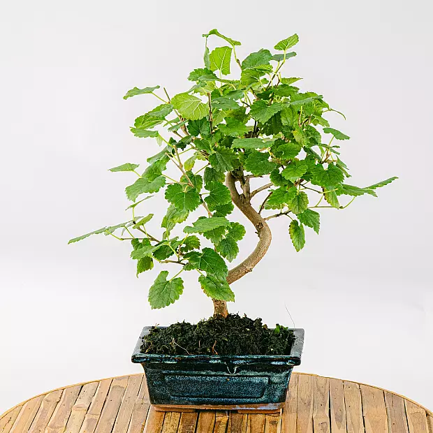 Bonsai Morus sp 7 years