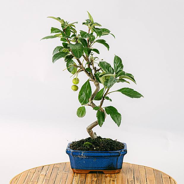 Bonsai 7 jaar oud Malus sp