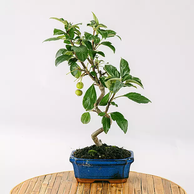 Bonsai 7 years old Malus sp