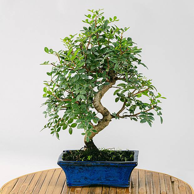 Bonsai 10 jaar oud Pistacia lentiscus