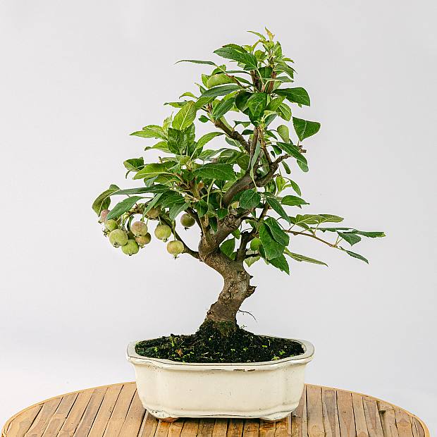 Bonsai 10 anos Malus sp