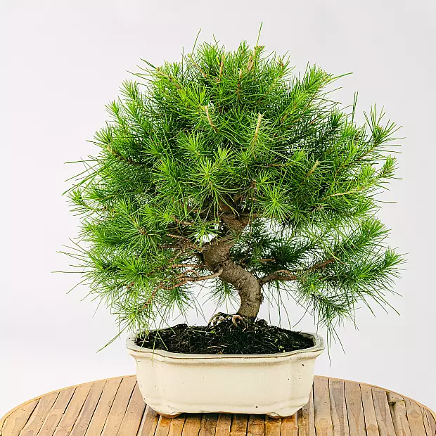 Bonsai de 10 anos Pinus halepensis