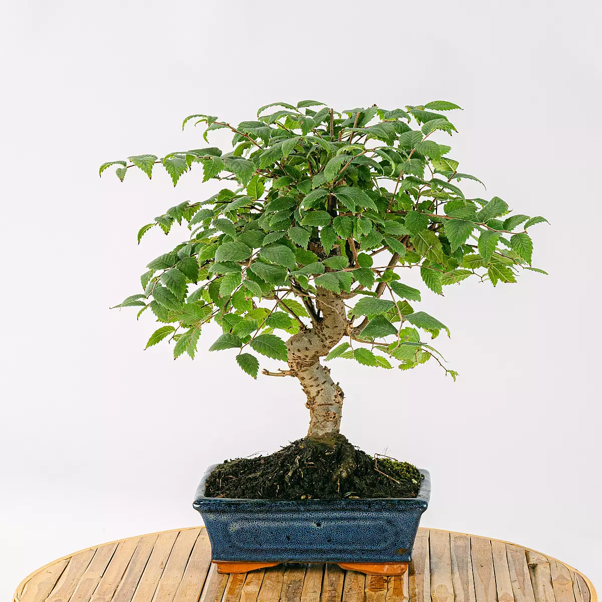 Bonsai Zelkova serrata 9 år gammel